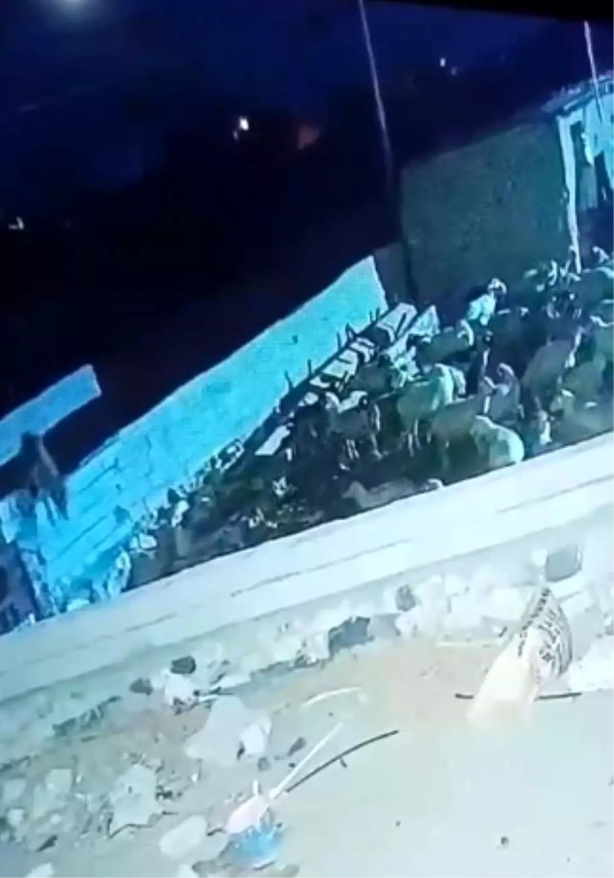 Kurt Ağılda Küçükbaş Hayvanı Telef Etti