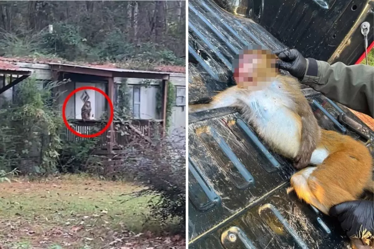 Anne, çocuklarını korumak için hastalıklı maymunu öldürdü