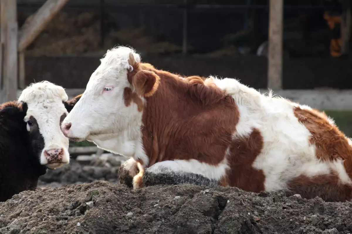 Mudurnu\'da Şap Hastalığı Nedeniyle Karantina