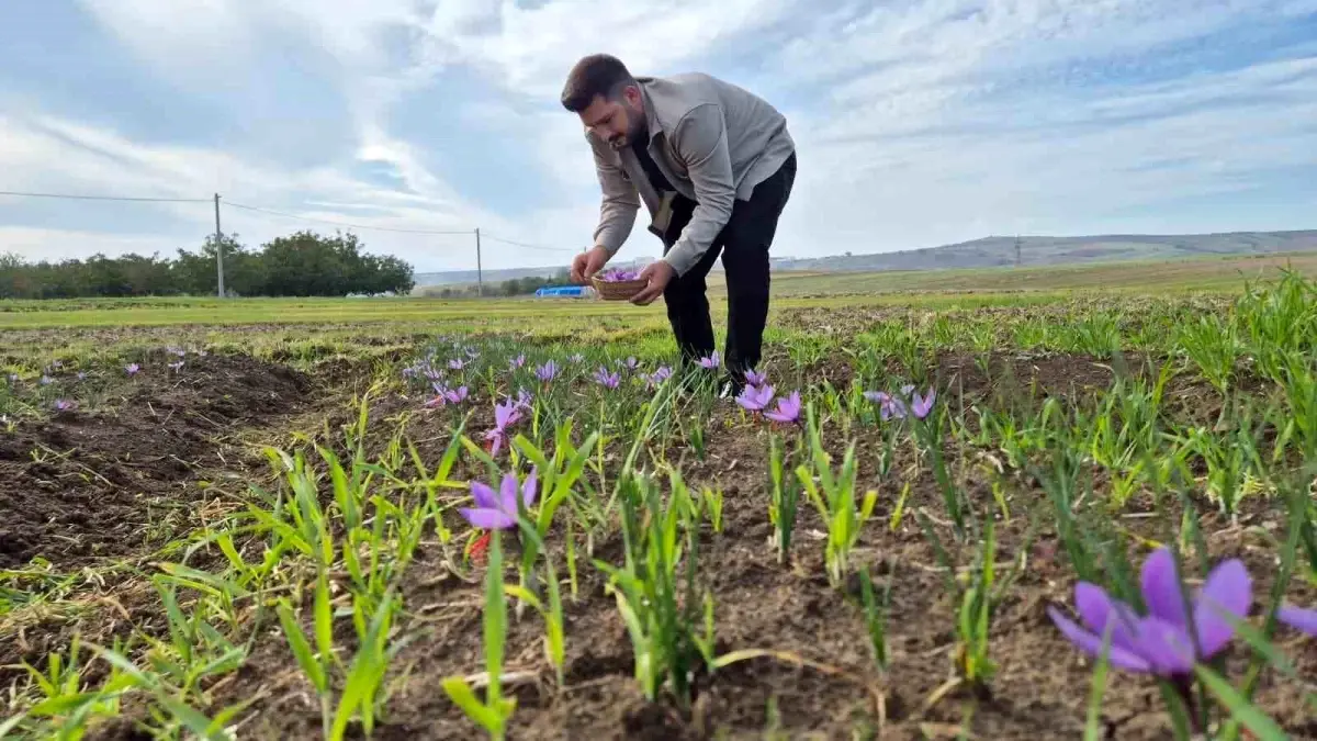 O ilimiz resmen şaha kalkacak! Fiyatını duyanlar \'\'yok artık\'\' diyor