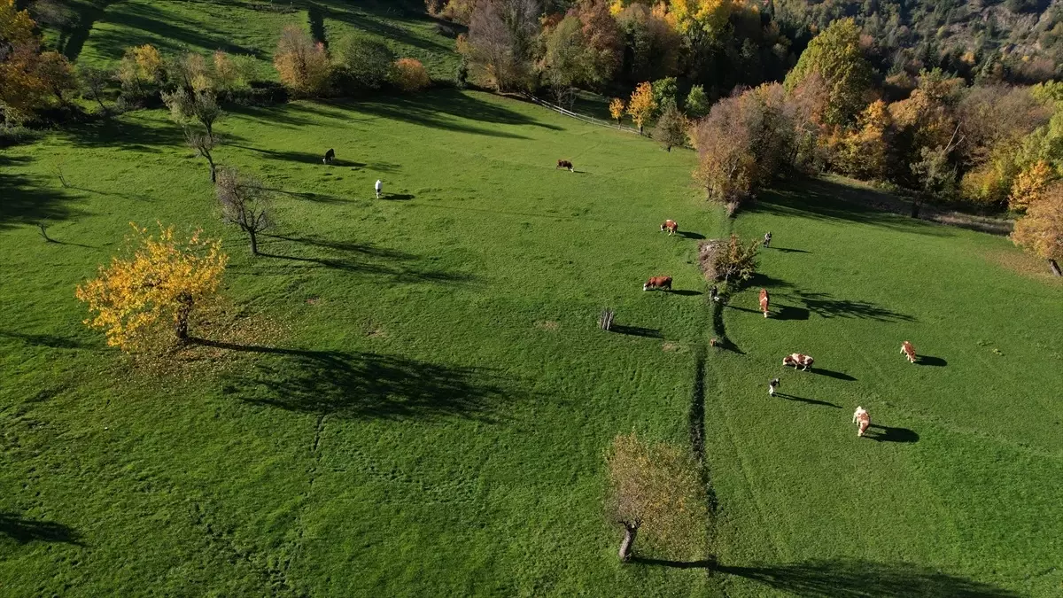 Küre Dağları\'nda Sonbahar Güzelliği