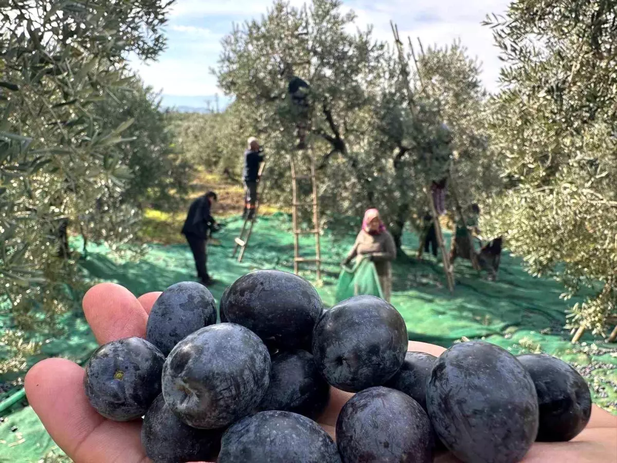 Katırlı Dağları\'nda Zeytin Hasadı Başladı