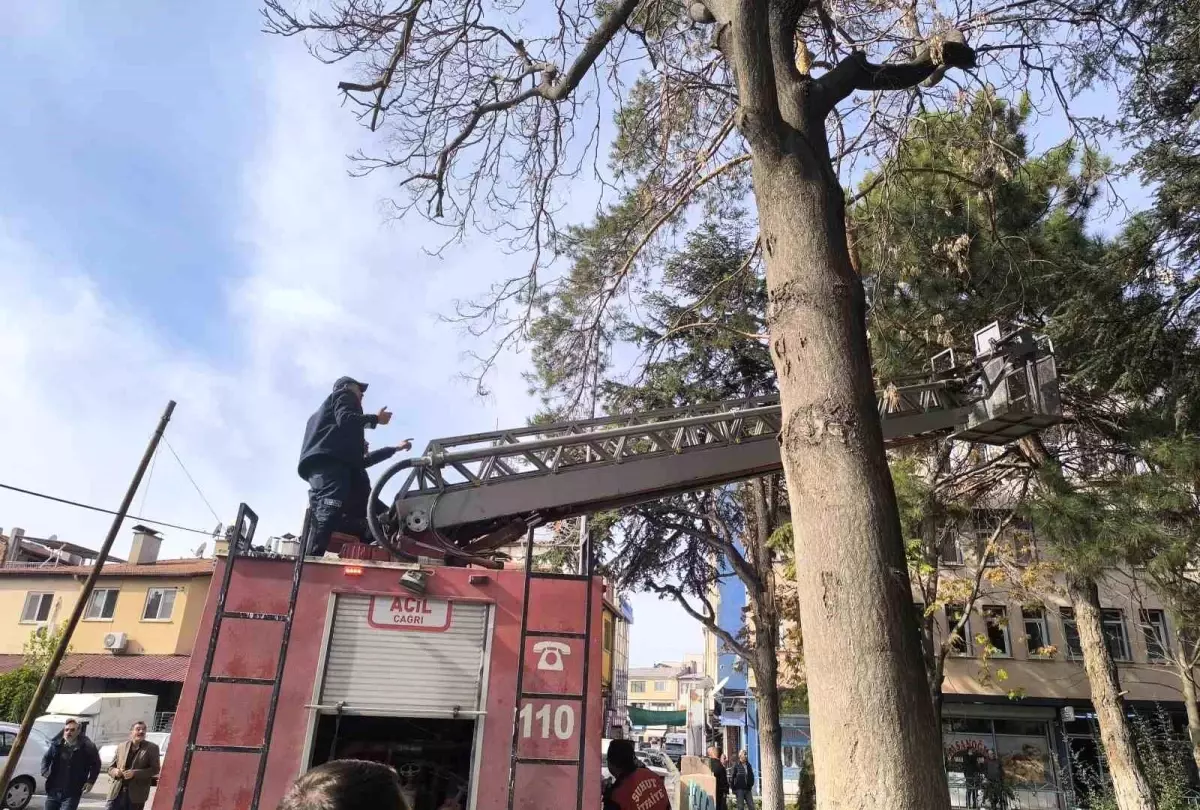 Çam Ağacında Mahsur Kalan Kedi İtfaiye Ekipleri Tarafından Kurtarıldı