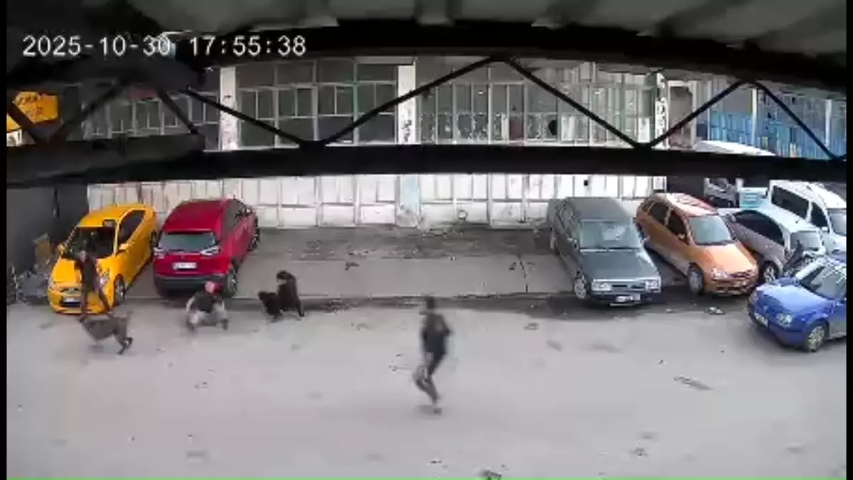 Sokak Köpeği Çocuğa Saldırdı