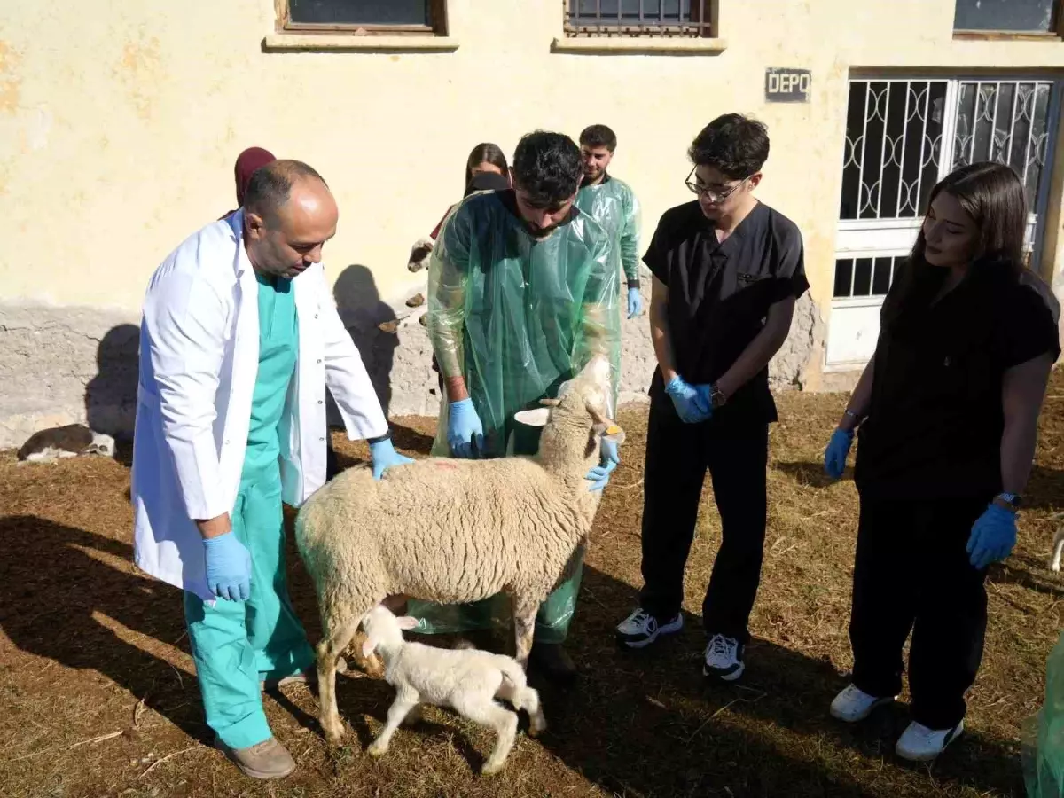 Koyun Yetiştiriciliğinde Yeni Başarı
