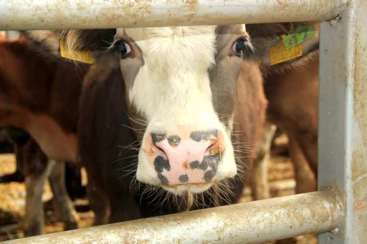 Mudurnu\'da Şap Hastalığı Karantinası