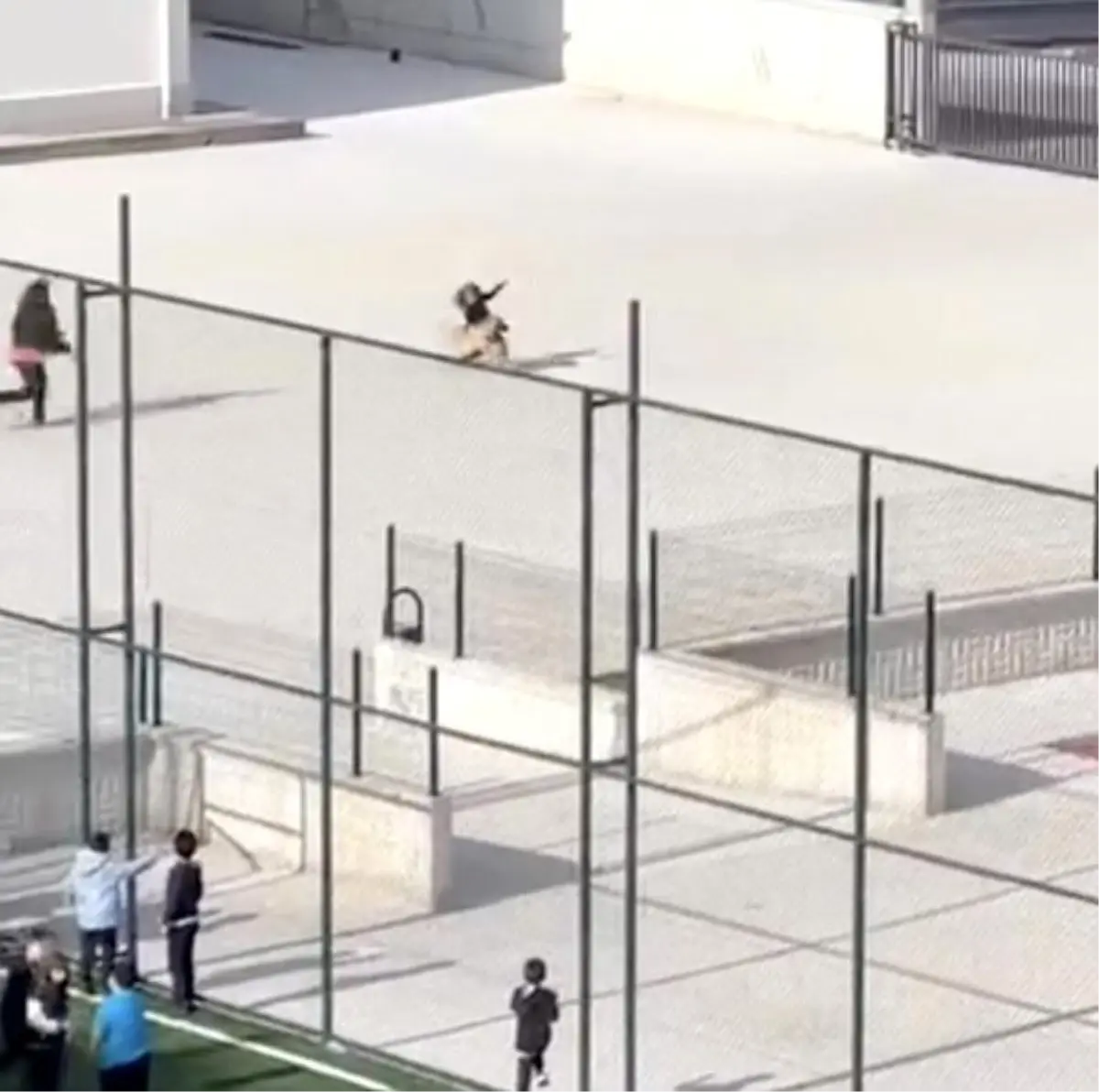 Çorum\'da Okul Bahçesinde Köpek Paniği