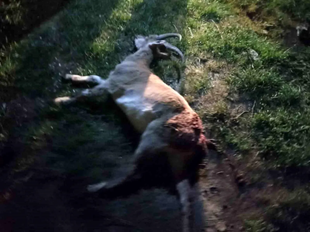 Yaban Keçisi Avlayanlara 1.88 Milyon TL Ceza