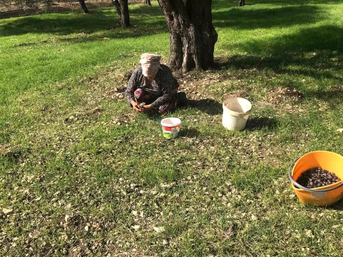 Karaburun\'da Furma Zeytini Hasadı Heyecanı