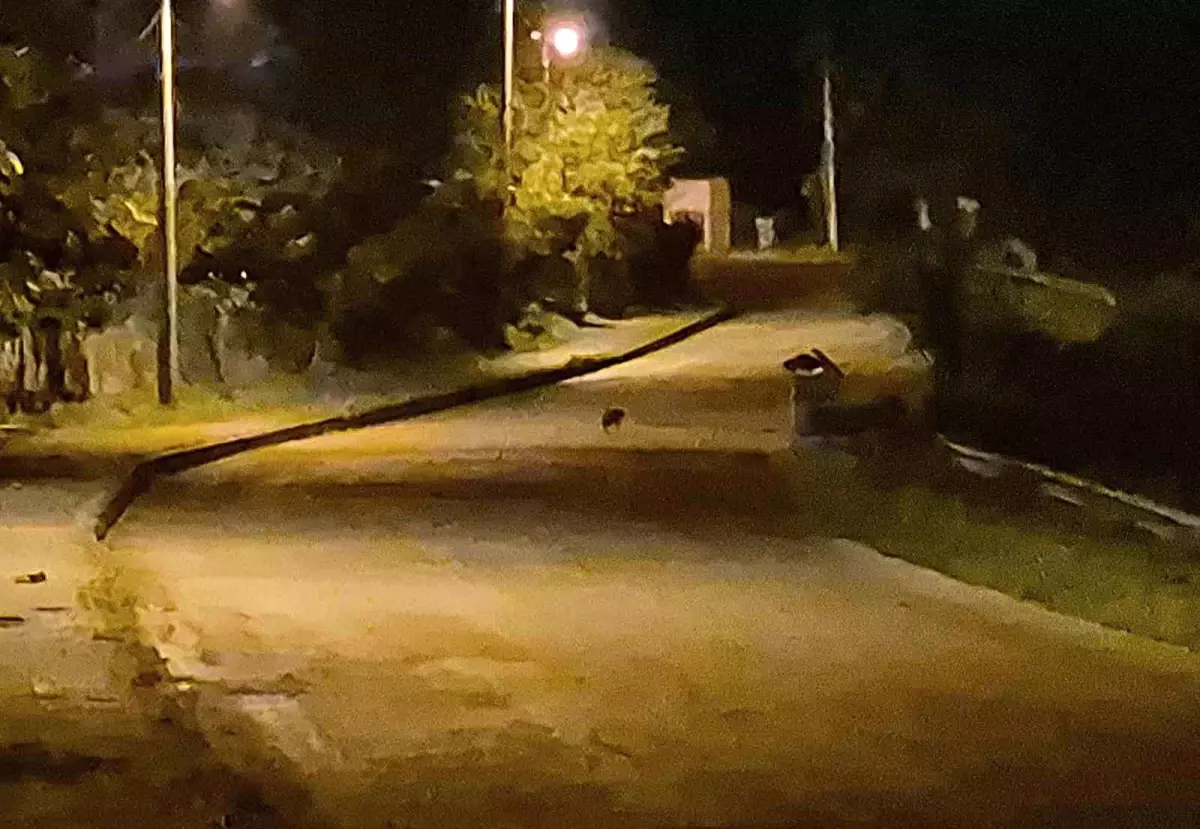 Bartın\'da Çakal Yavruları Şehirde Görüntülendi