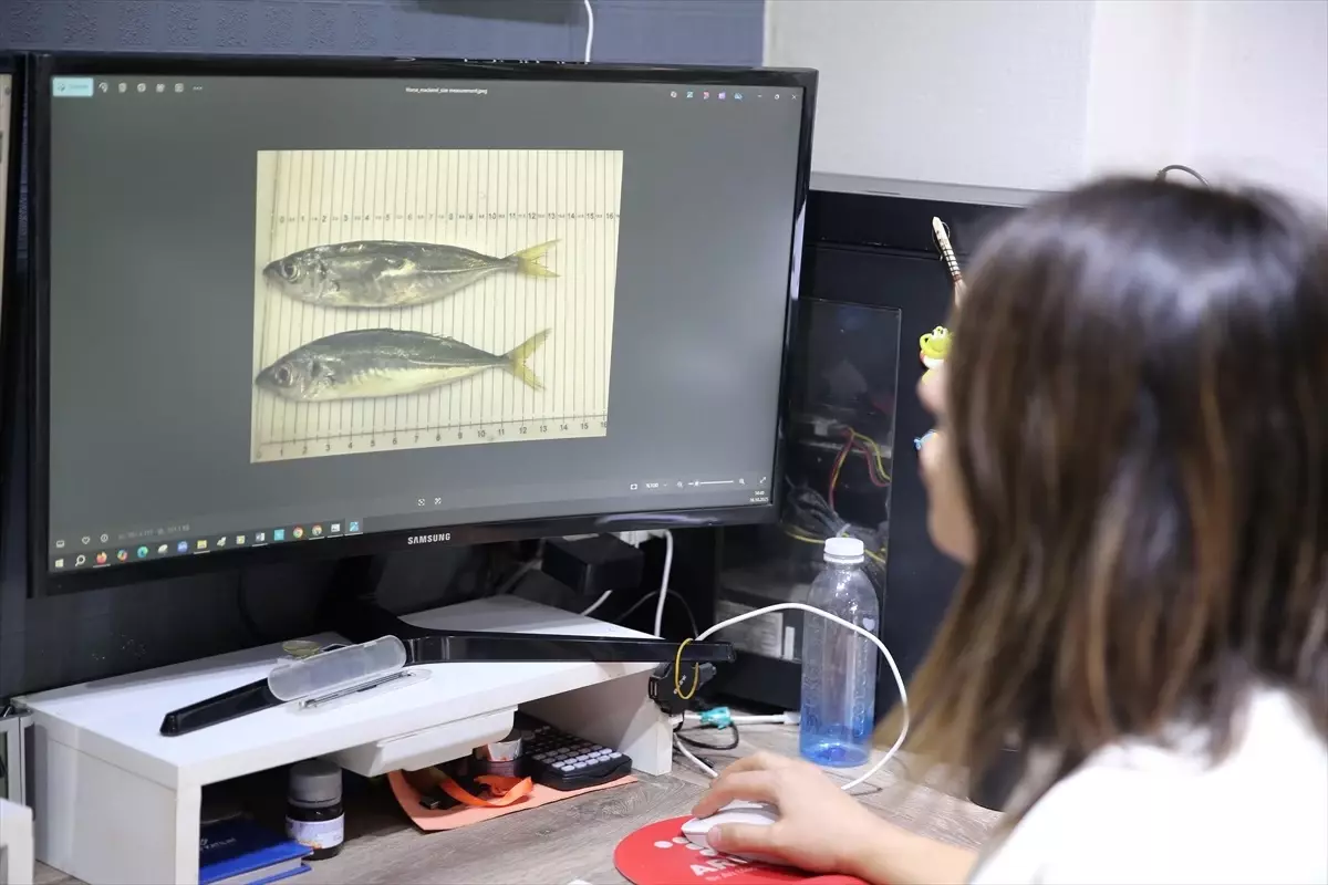 Akademisyenler Karadeniz\'de bazı balık türlerinde mikroplastikleri araştırdı