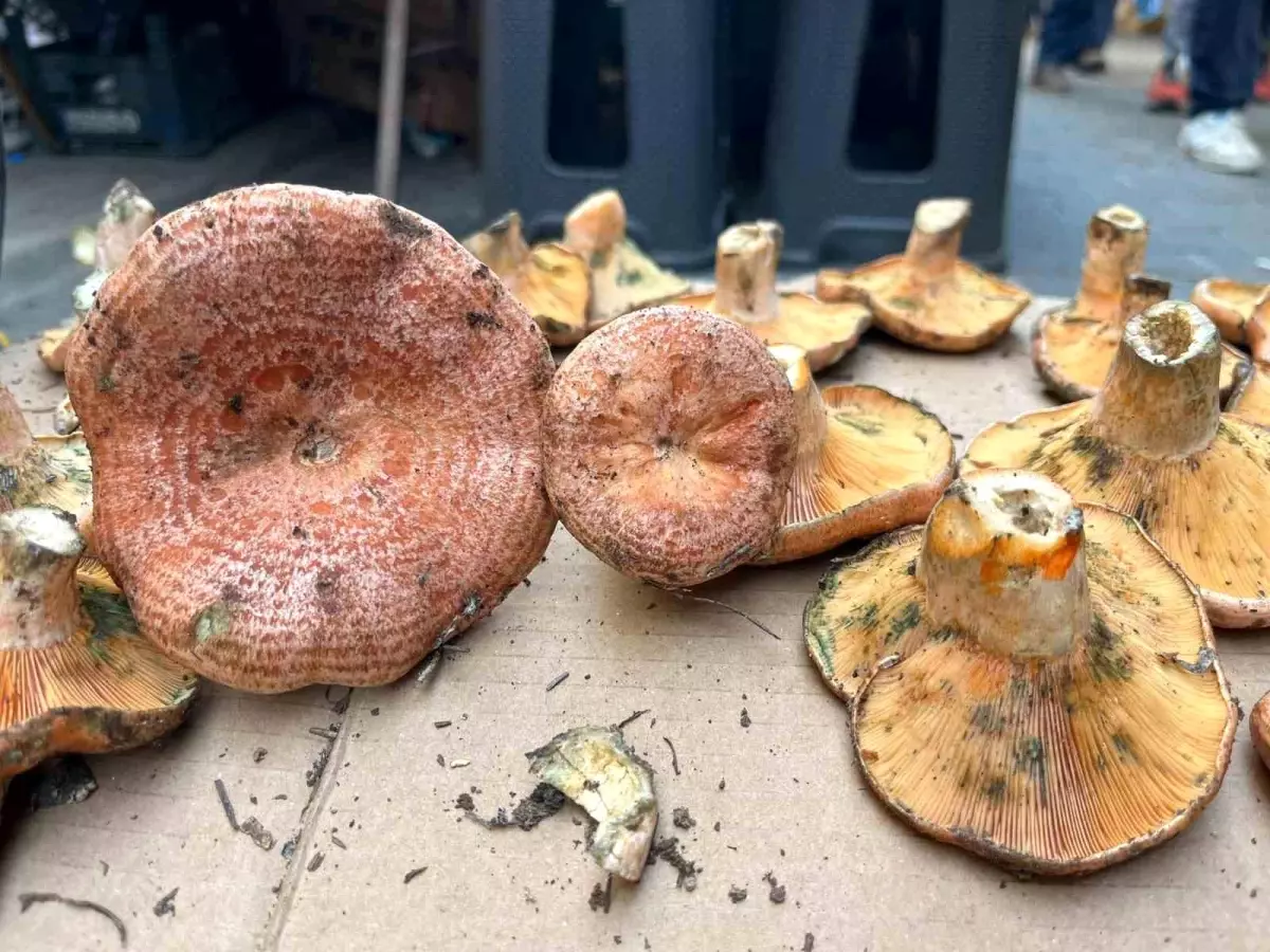 Aydın\'da Çıntar Mantarının Fiyatı 500 Lira