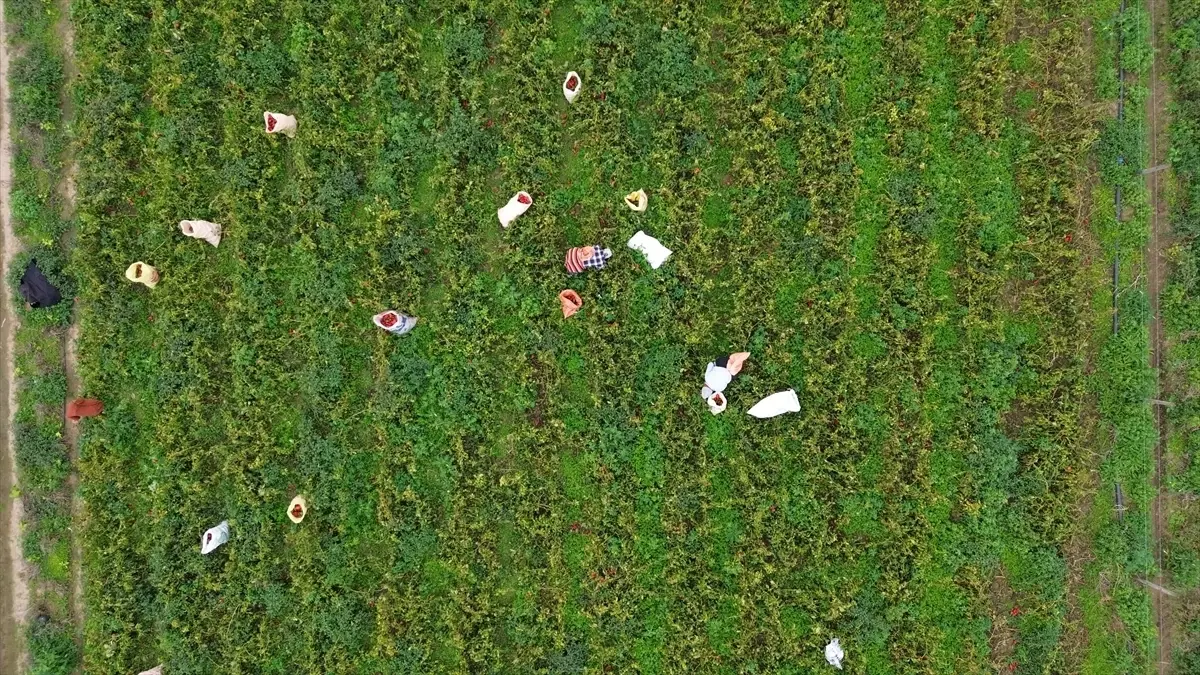 Bafra\'da Kapya Biber Hasadı Devam Ediyor