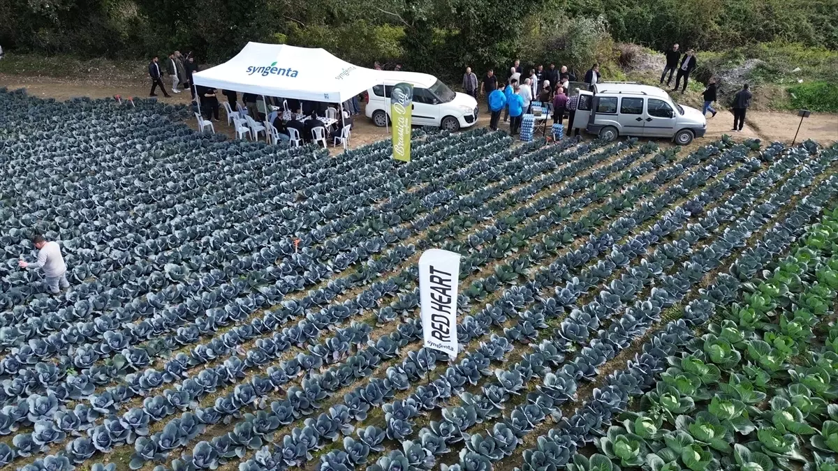 Bafra\'da Tarla Günü Etkinliği