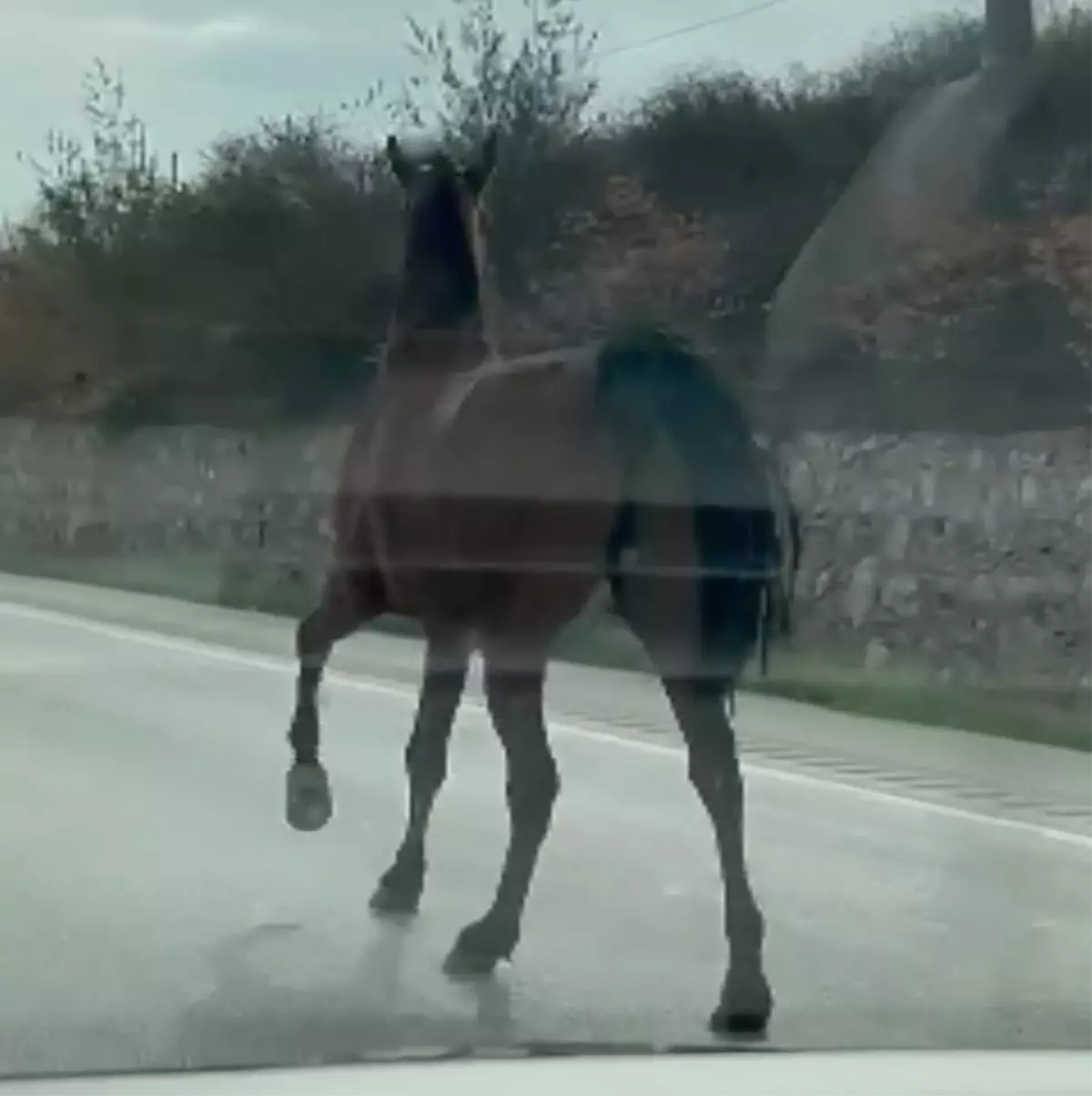 İnebolu\'da Başıboş At Trafiği Tehdit Etti