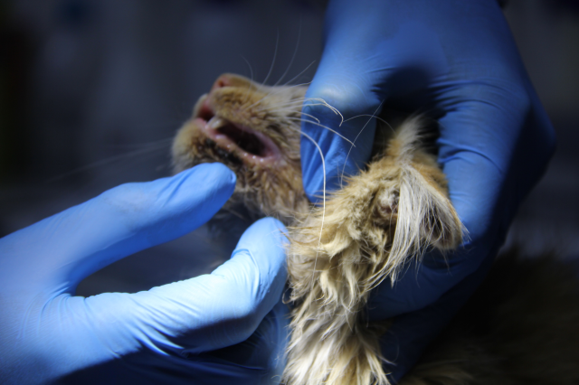 Bir il diken üstünde! Kedide AIDS tespit edildi Bir il diken üstünde! Kedide AIDS tespit edildi