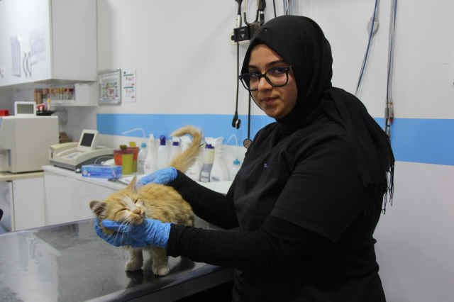 Bir il diken üstünde! Kedide AIDS tespit edildi Bir il diken üstünde! Kedide AIDS tespit edildi