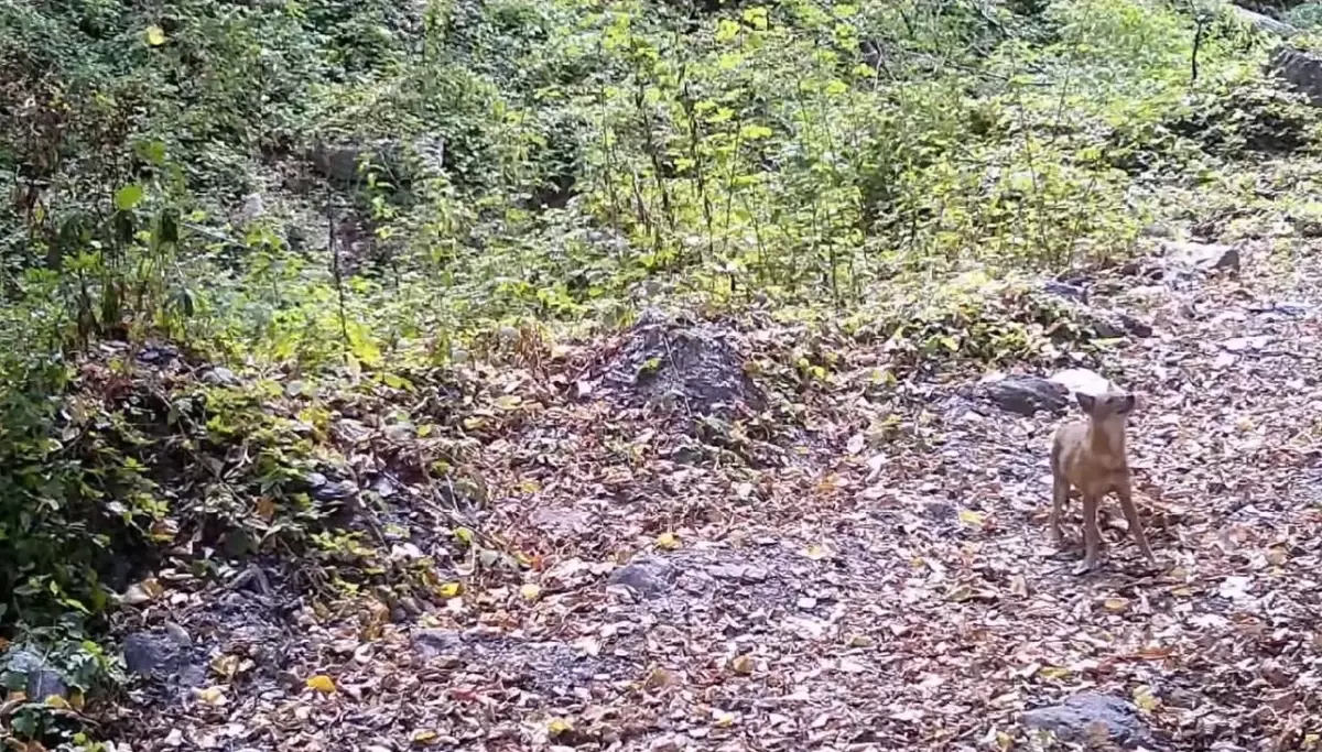 Sonbahar Yapraklarında Çakal