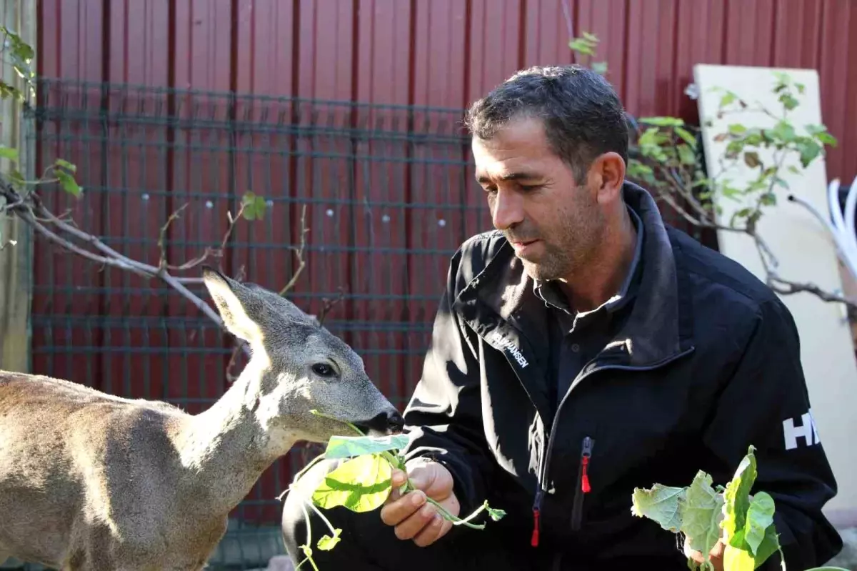 Muhtar, Yavru Karacayı Sahiplendi