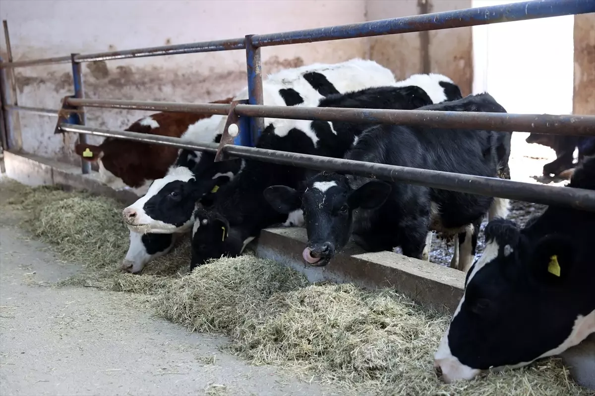 Sivas\'ta Süt Üretim Çiftliği Kuruldu