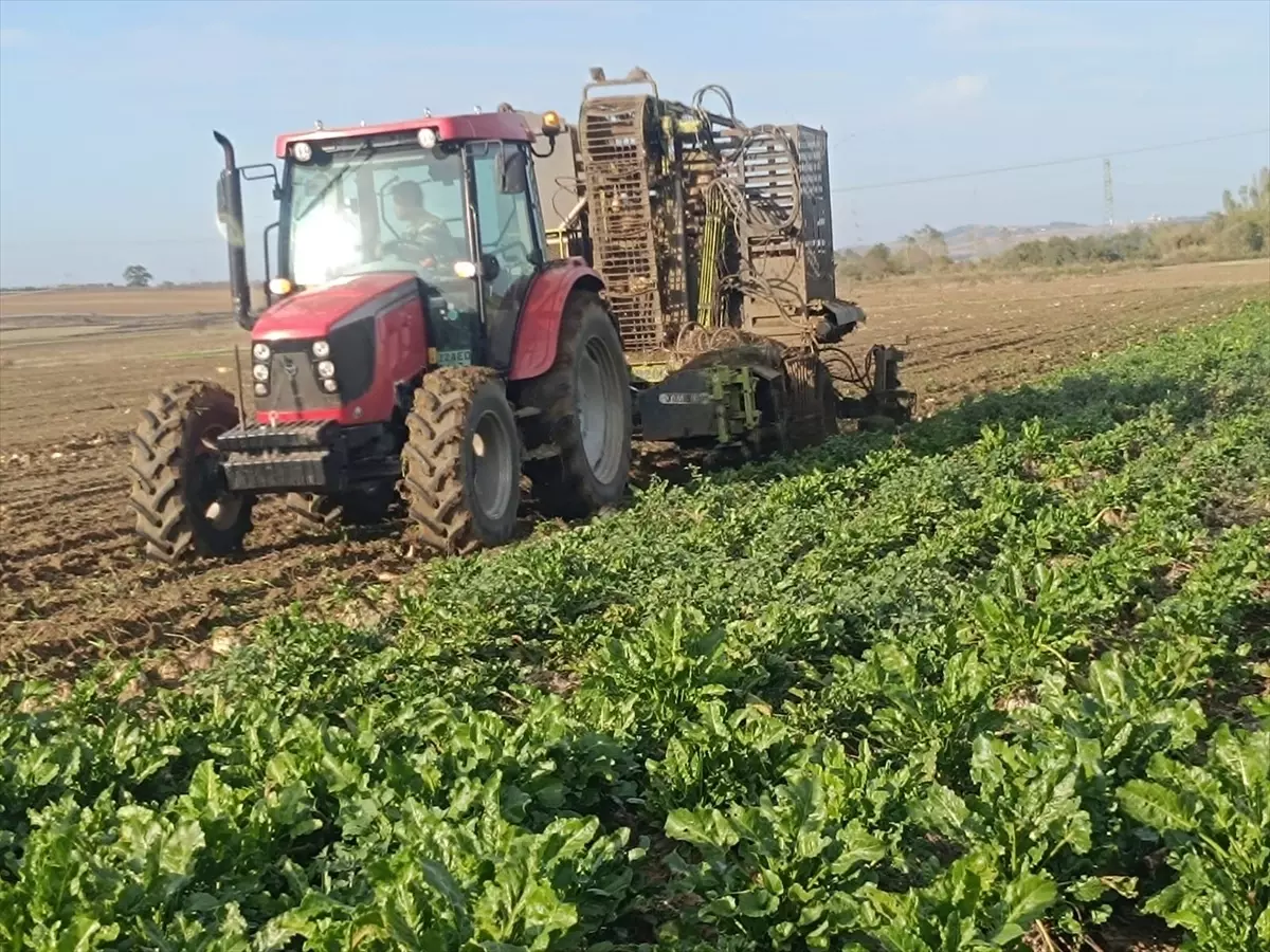 Keşan\'da Pancar Hasadı Devam Ediyor