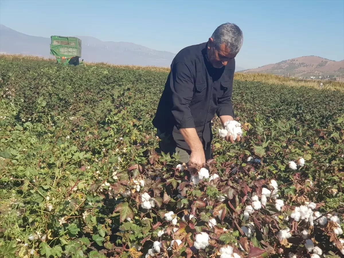 Gaziantep\'te Pamuk Hasadı Başladı
