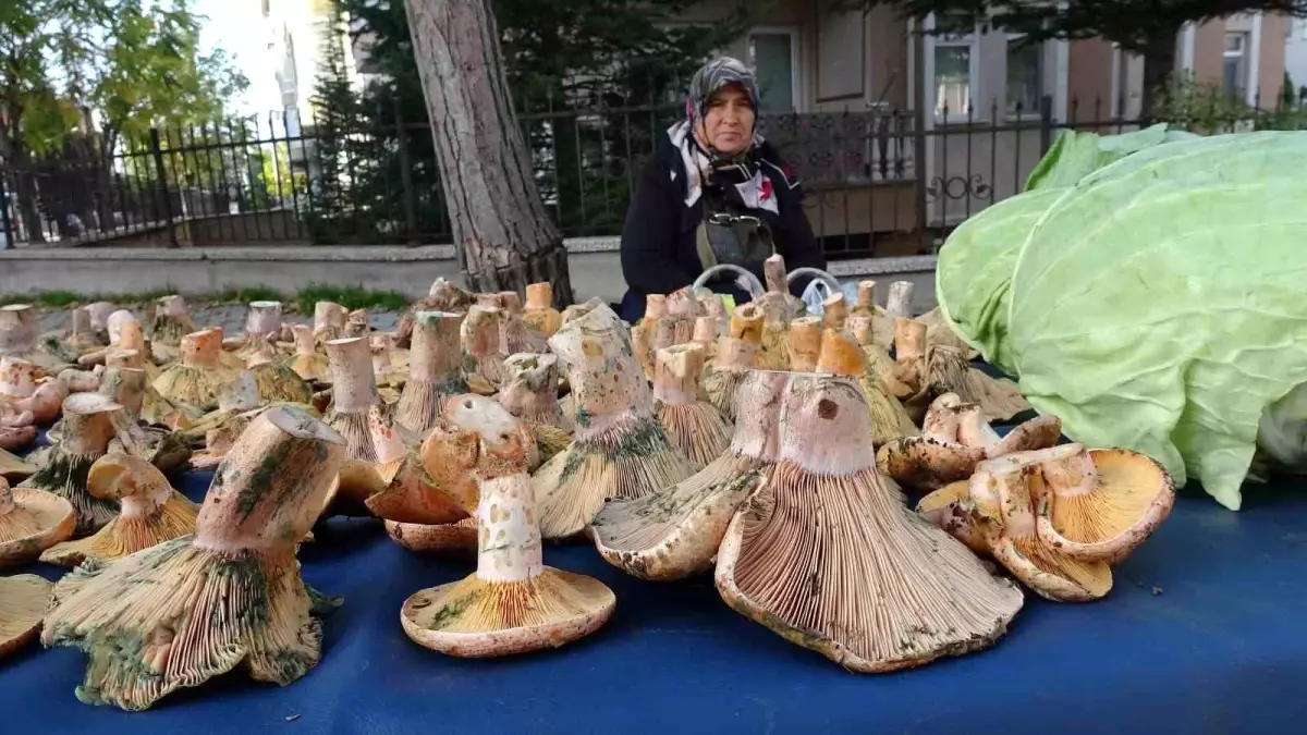 Tavşanlı\'da Melki Mantarına Büyük İlgi