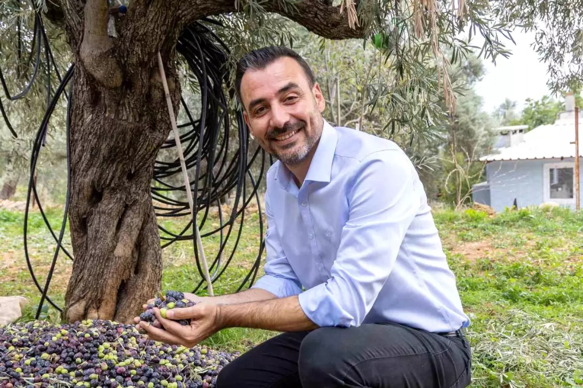 Manavgat\'ta Zeytin ve Zeytinyağı Festivali 8-9 Kasım\'da