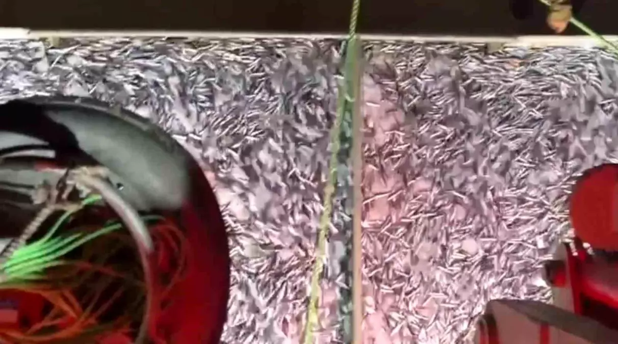 Karadenizli Balıkçılardan Bereketli Av