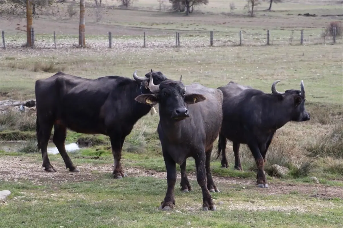 Ordu, Halk Elinde Anadolu Mandası Islahı Projesi kapsamına alındı