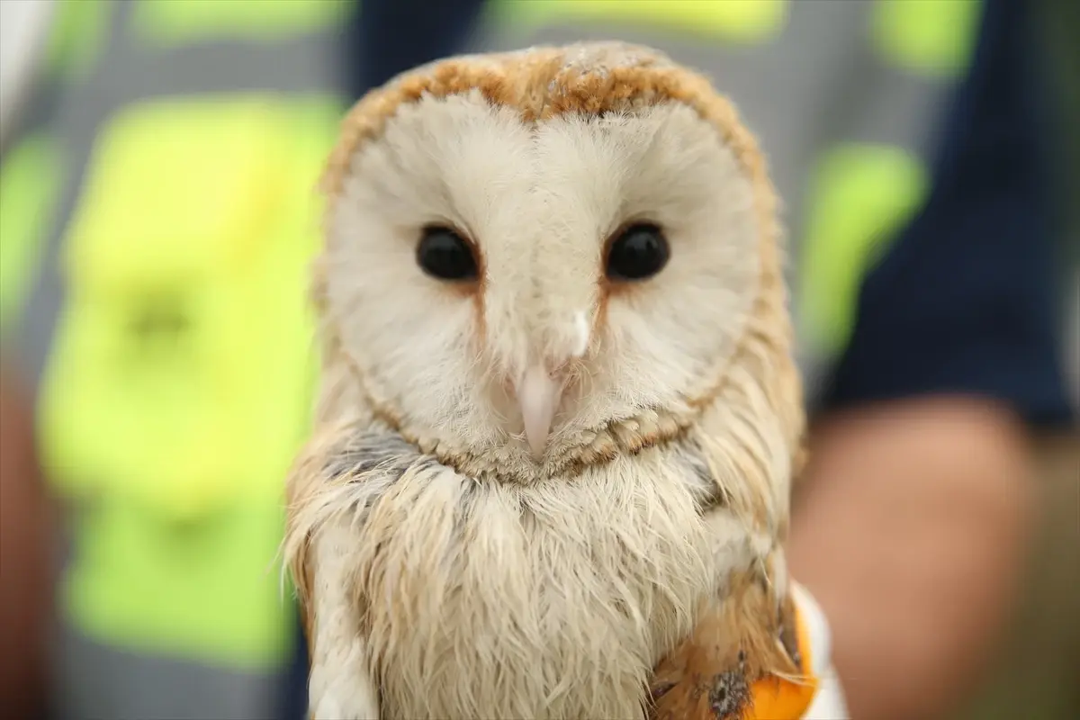 Arifiye\'de Baykuş Kurtarıldı