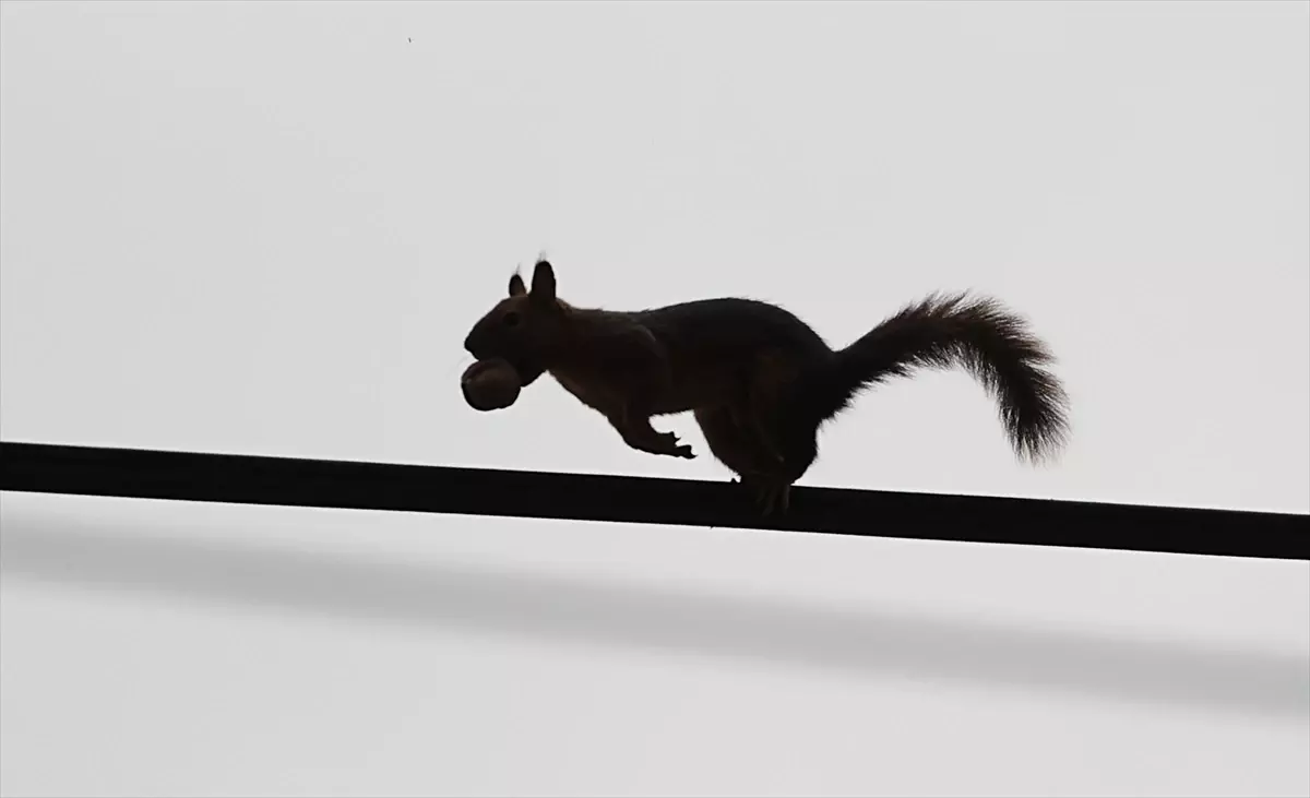 Sincaplarla Sonbahar Keyfi