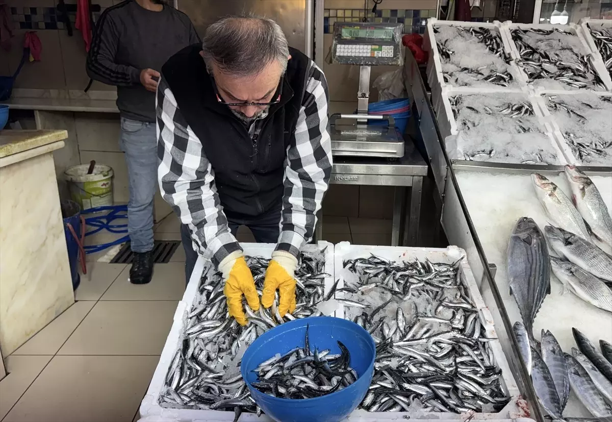 Sinop\'ta Hamsi Fiyatları Düştü