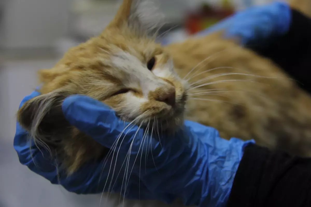 Sivas\'ta Kedi AIDS\'i Tespit Edildi