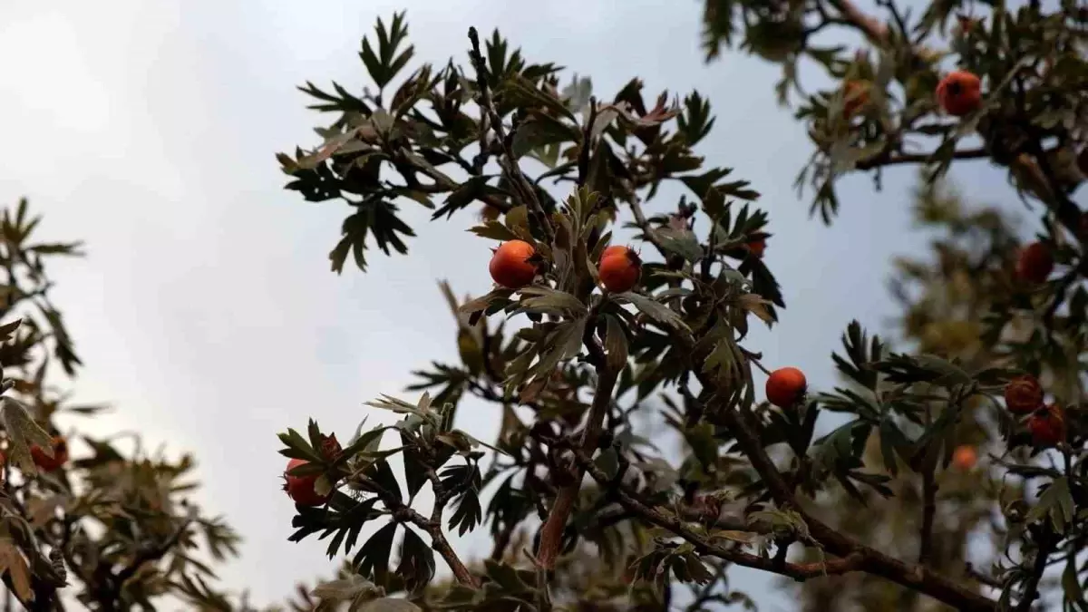 Yelkenli Köyü\'nde Alıç Hasadı Zorlaştı