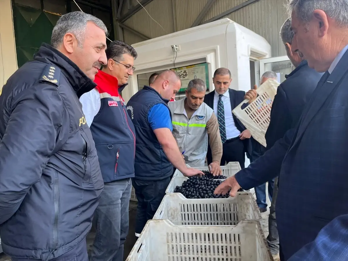 Şarköy\'de Zeytin Hasadı Etkinliği