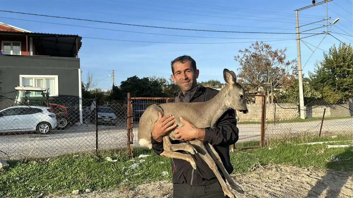 Muhtarın Yavru Karaca Sevgisi