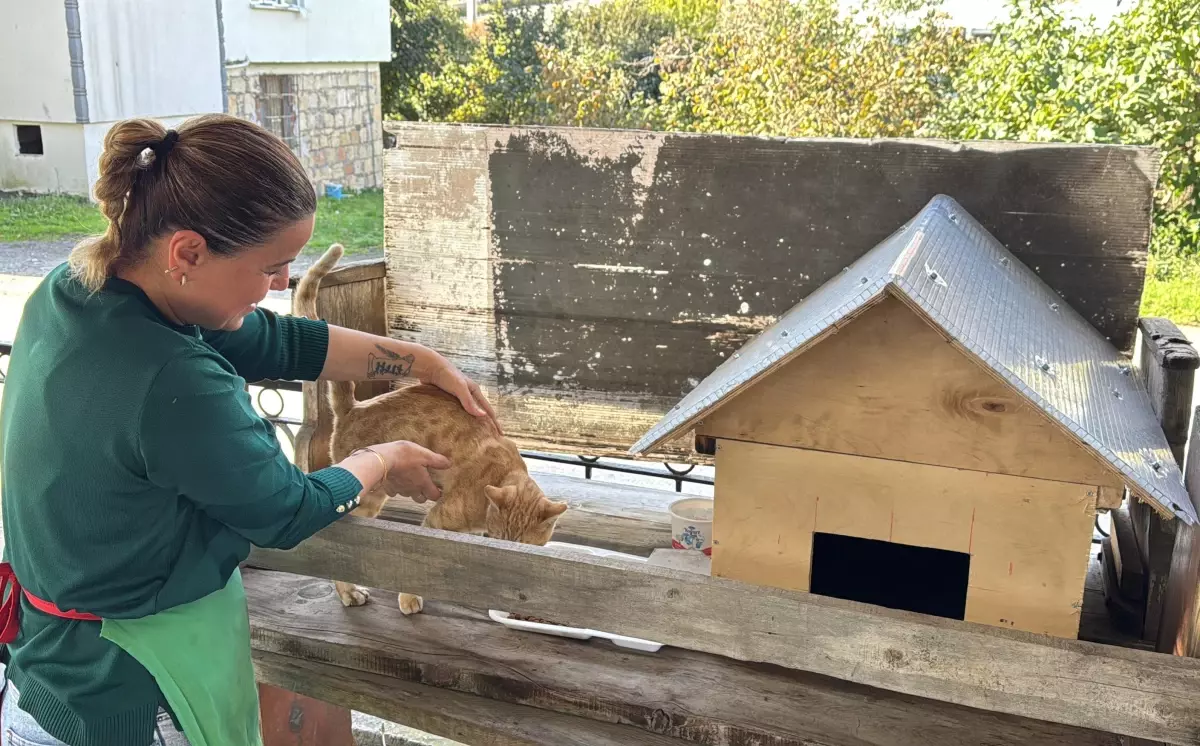 Dolmuş Şoförleri, Yaralı Kediyi Tedavi Ettirdi
