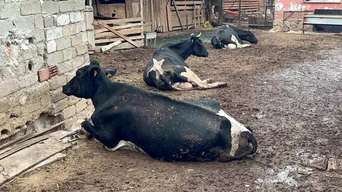 Şap Hastalığı Çiftçiyi Vurdu