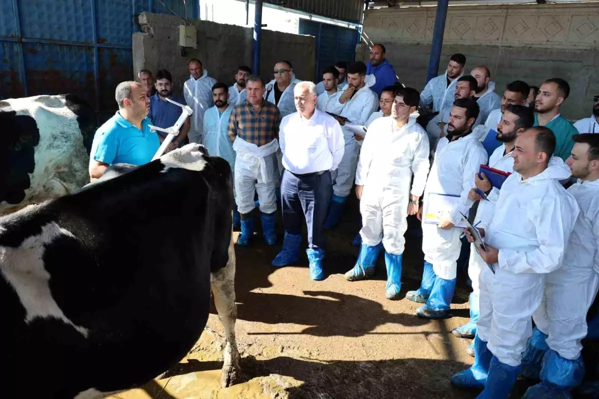 Aksaray\'da Sığır Eğitimi