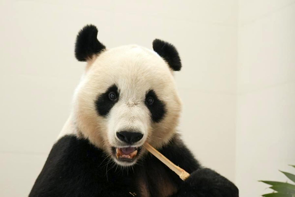 Çin\'de Yeni Dev Panda Üssü Açıldı
