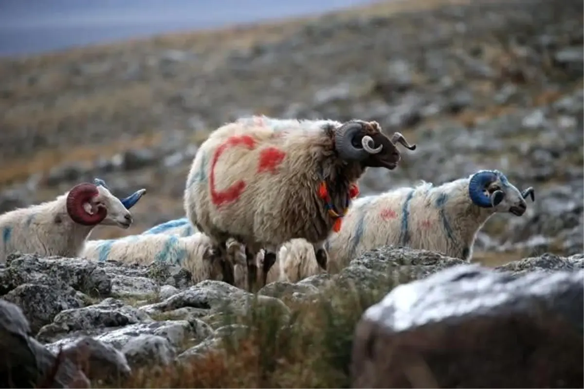 Arpaçay\'da Koç Katım Töreni