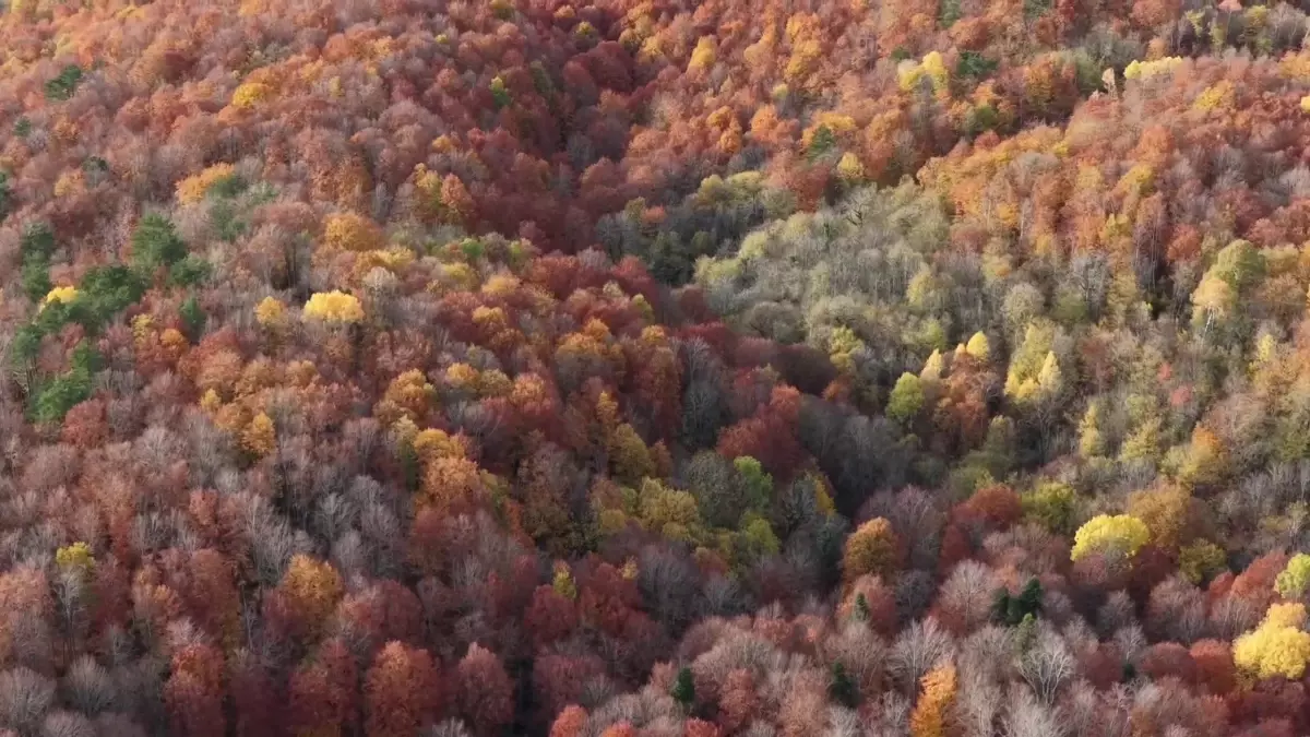 Mengen Ormanları Sonbahar Renklerine Büründü