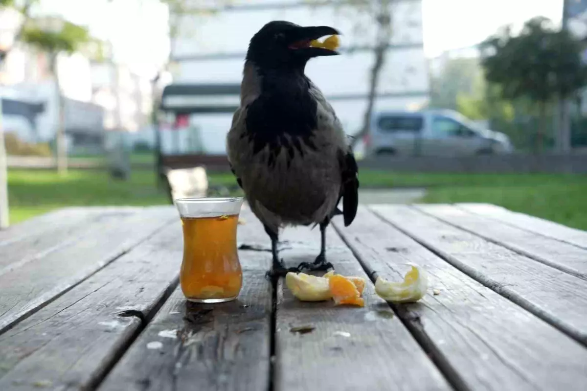 Otobüs kaptanı ile kargası arasındaki dostluk