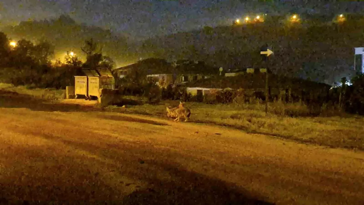 Bartın\'da Çakallar Sürü Halinde Görüldü