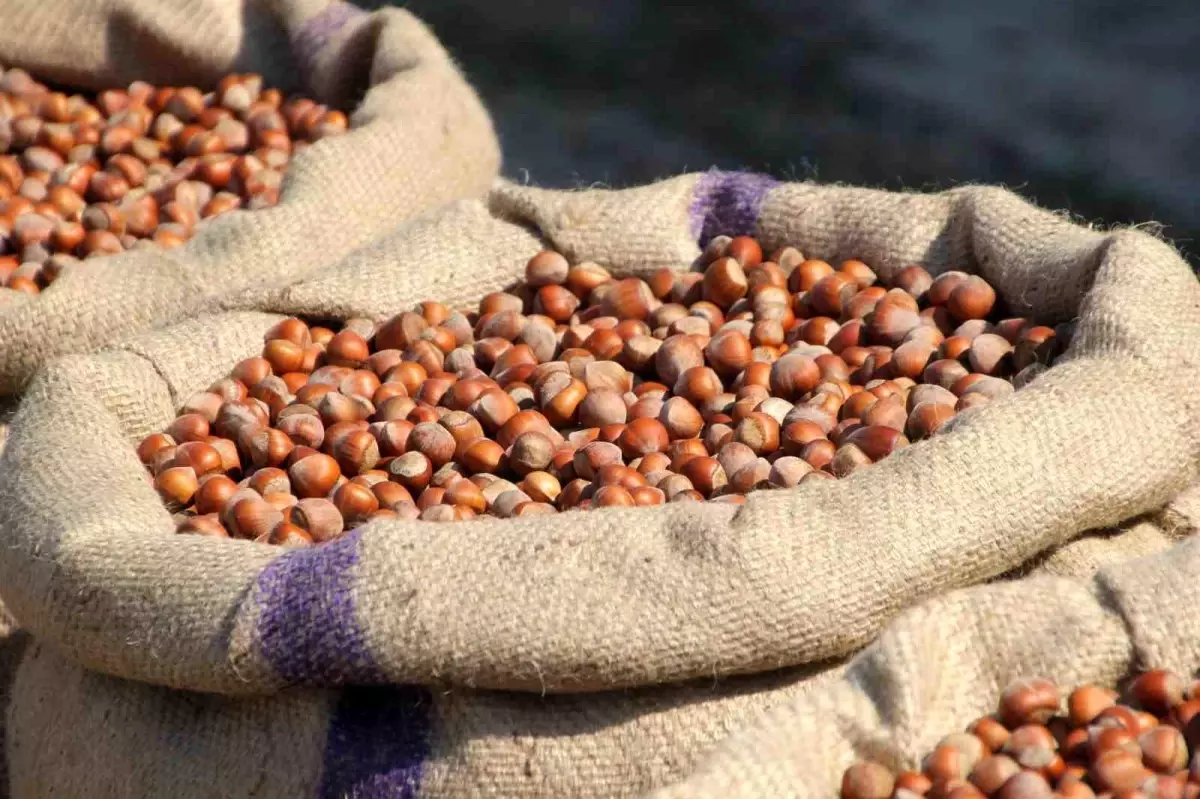 Ferrero\'nun Fındık Manipülasyonu İddiası