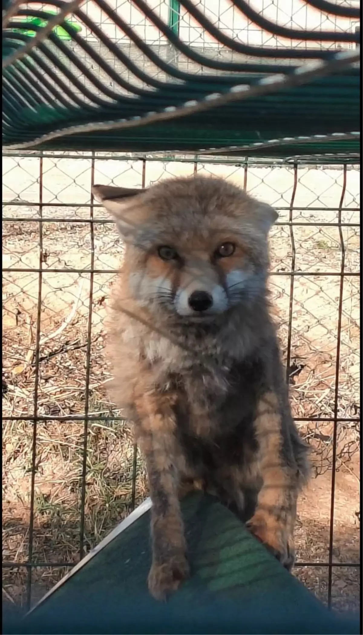 Kayıp Tilki Gübre Çukurundan Kurtarıldı