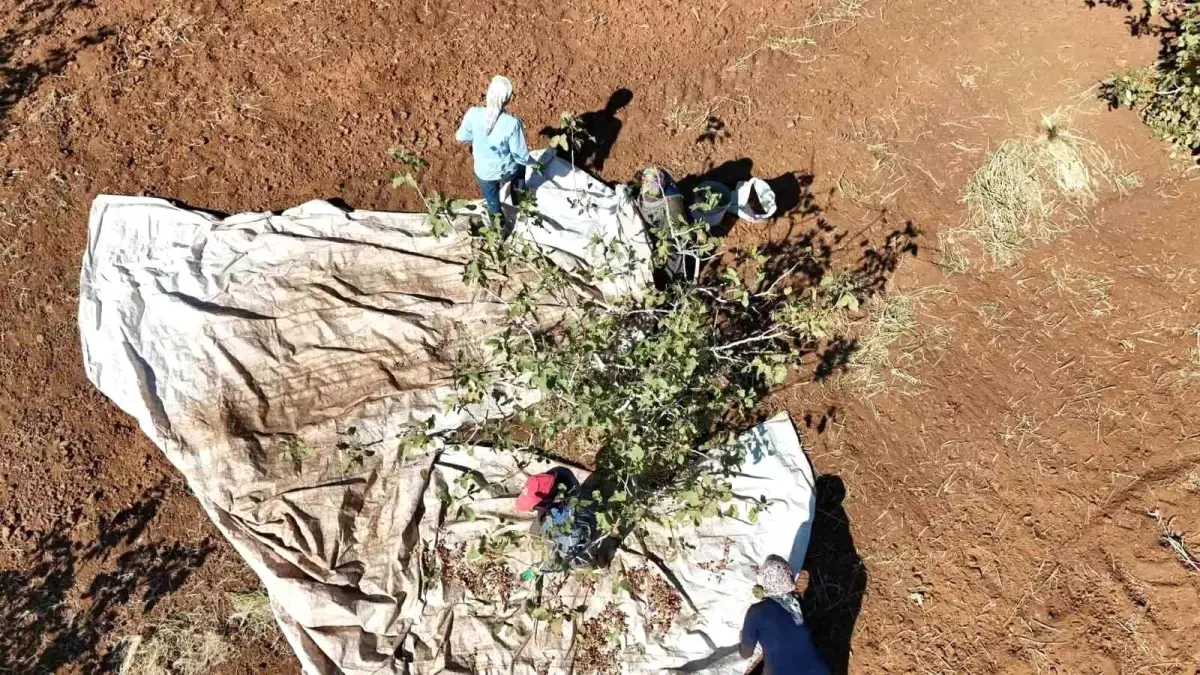 İdil\'de Fıstık Hasadı Bereket Getirdi