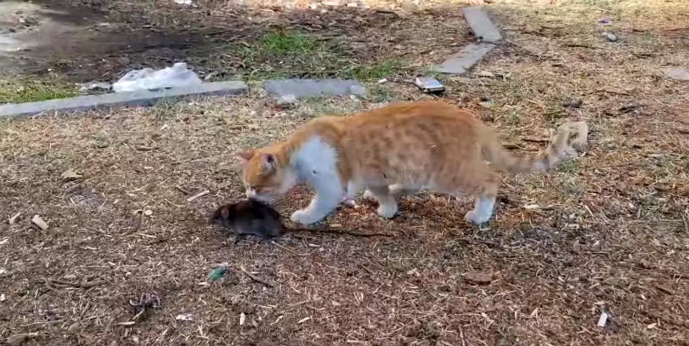 Kedi ve Fareden Dostluk Anları