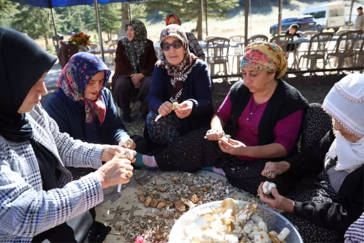Kilosu etle yarışıyor! Japonların gözdesi 'beyaz altın'da hasat başladı
